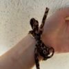 Bracelet Léopard